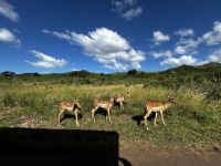 Hluhluwe Nationalpark: Impalas &ndash; &copy; Anne Fohlert (Eberhardt TRAVEL)