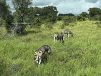 Krüger Nationalpark:Zebras &ndash; &copy; Anne Fohlert (Eberhardt TRAVEL)