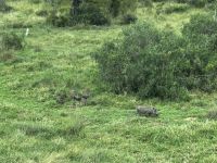 Krüger Nationalpark: Warzenschweine &ndash; &copy; Anne Fohlert (Eberhardt TRAVEL)