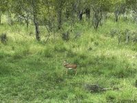 Krüger Nationalpark: kleiner Springbock &ndash; &copy; Anne Fohlert (Eberhardt TRAVEL)
