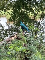 Krüger Nationalpark: Großer Blauohrstar &ndash; &copy; Anne Fohlert (Eberhardt TRAVEL)