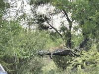 Krüger Nationalpark: Leopard &ndash; &copy; Anne Fohlert (Eberhardt TRAVEL)
