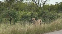 Krüger Nationalpark: Gepard &ndash; &copy; Anne Fohlert (Eberhardt TRAVEL)