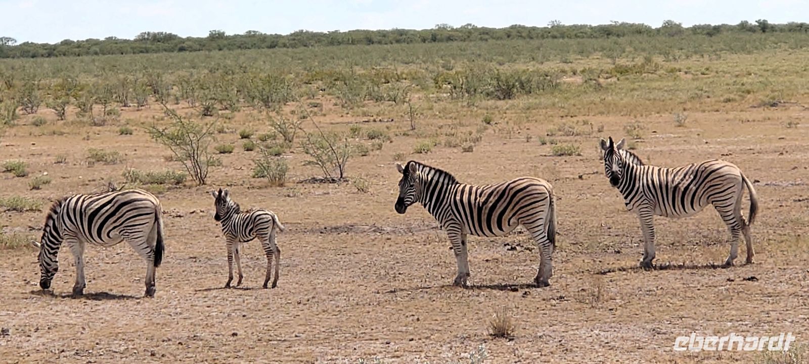 46 Zebras &ndash; &copy; Burkhard Herpich (Eberhardt TRAVEL)