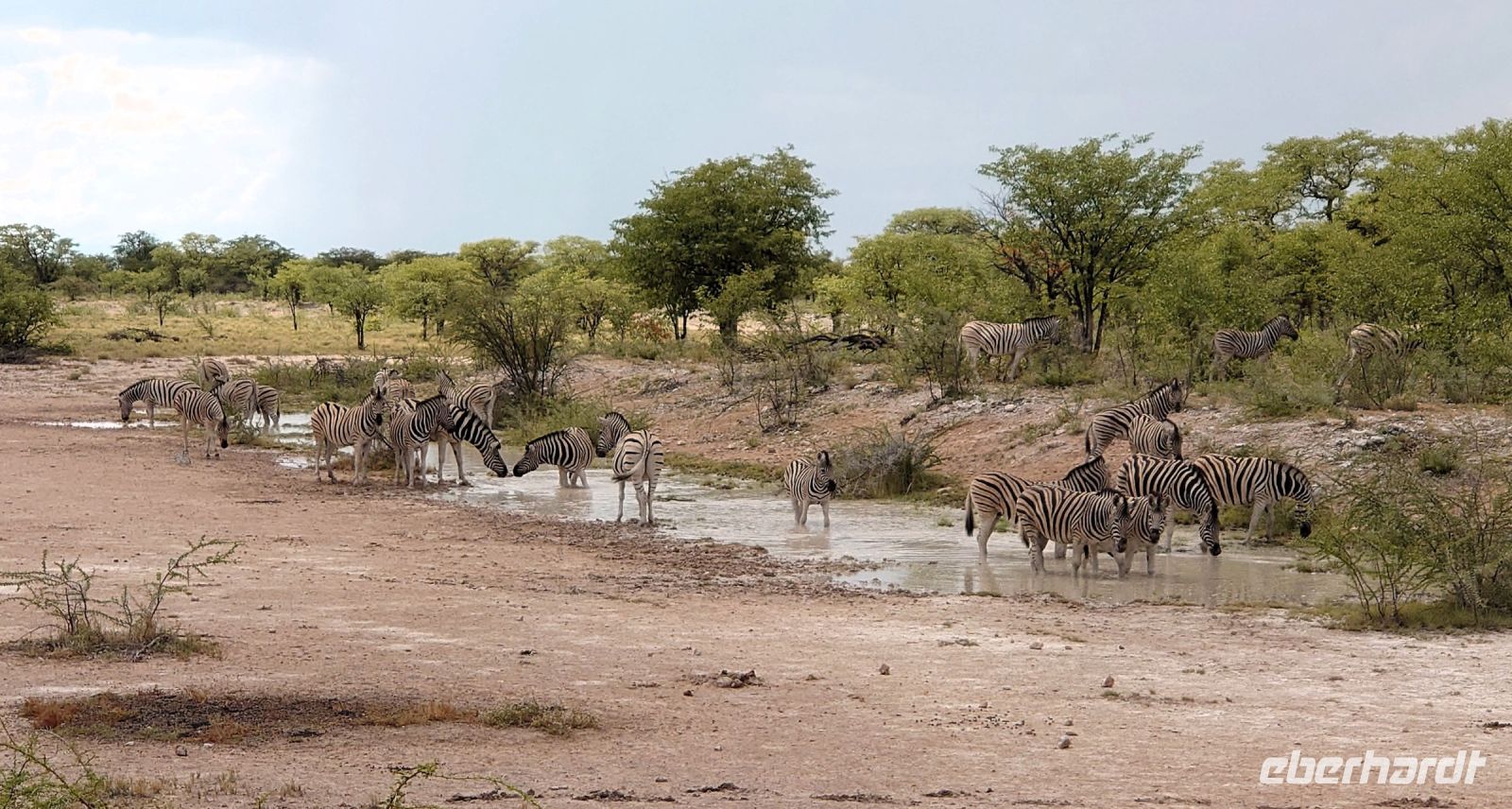 47 Noch mehr Zebras &ndash; &copy; Burkhard Herpich (Eberhardt TRAVEL)