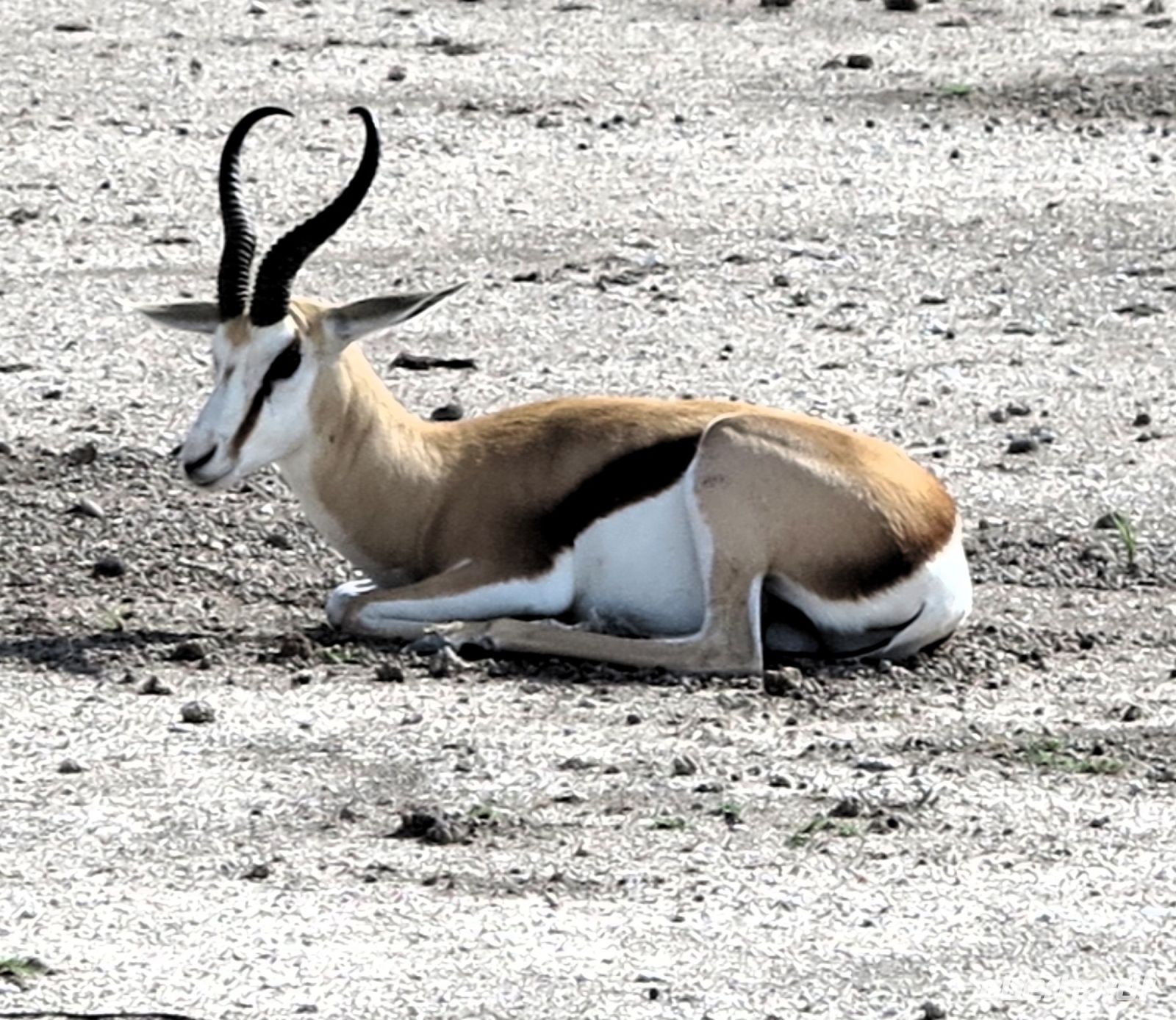 50 Springbock &ndash; &copy; Burkhard Herpich (Eberhardt TRAVEL)
