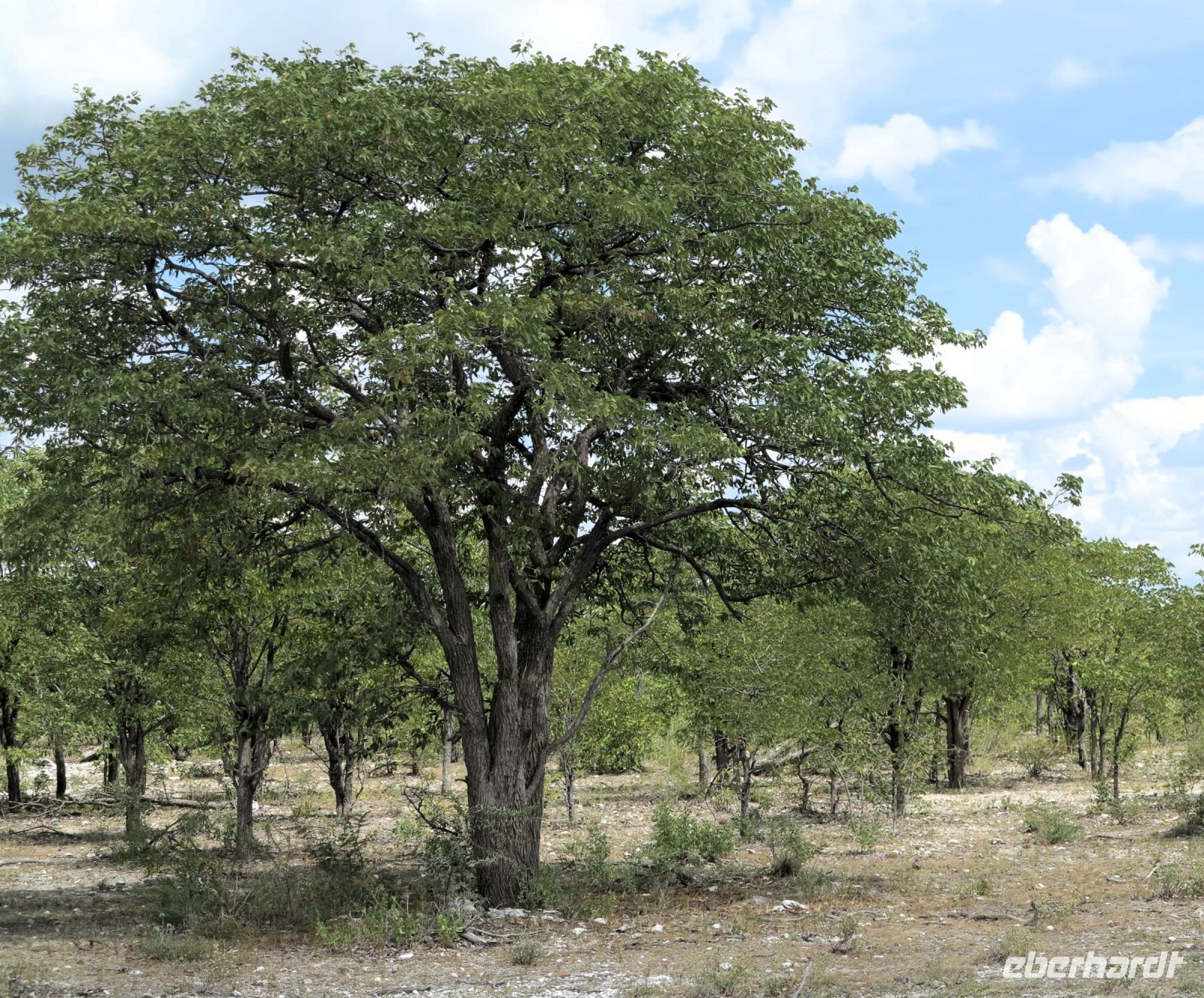 53 Suchbild ohne Leopard &ndash; &copy; Burkhard Herpich (Eberhardt TRAVEL)