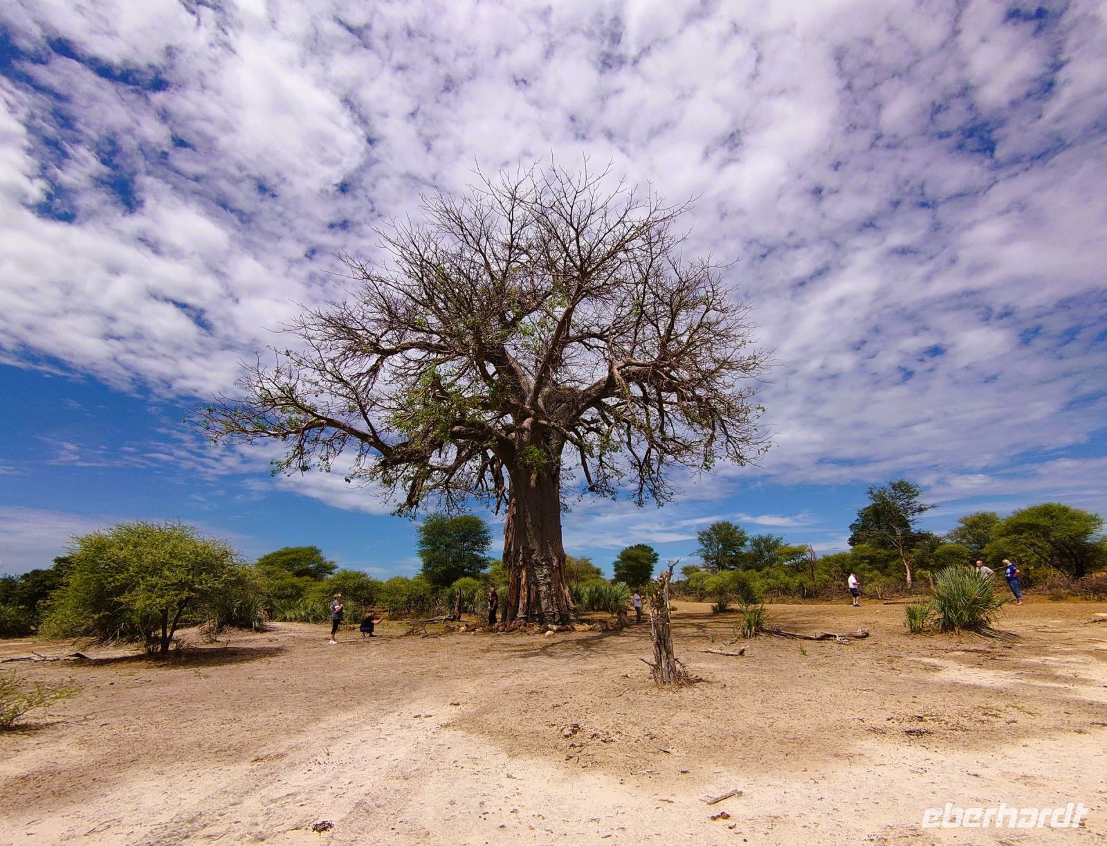 111 Baobab &ndash; &copy; Burkhard Herpich (Eberhardt TRAVEL)
