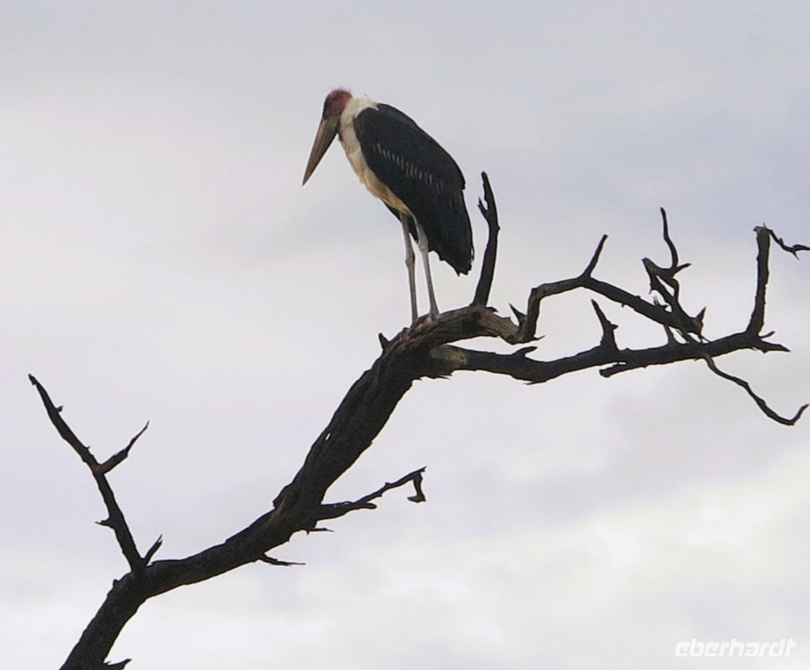 194 Marabu &ndash; &copy; Burkhard Herpich (Eberhardt TRAVEL)