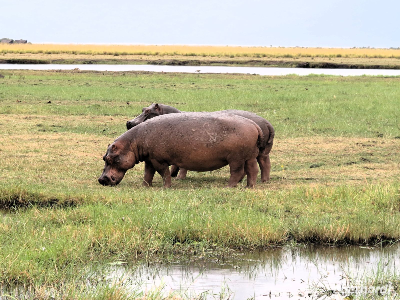208 Hippos &ndash; &copy; Burkhard Herpich (Eberhardt TRAVEL)