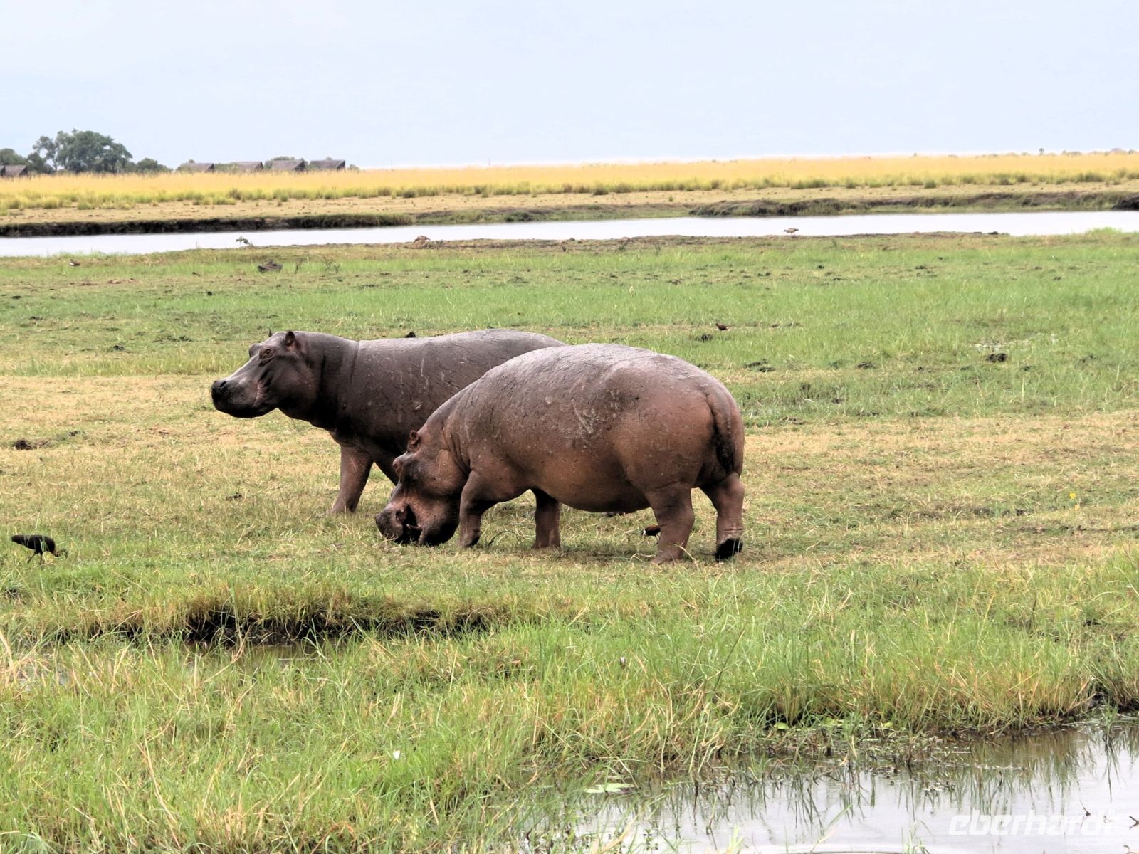 209 Hippos &ndash; &copy; Burkhard Herpich (Eberhardt TRAVEL)
