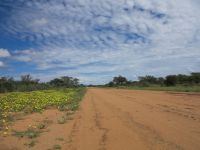 27 Neben der Straße - Morgenstern (Tribulus zeyheri) &ndash; &copy; Burkhard Herpich (Eberhardt TRAVEL)