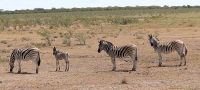 46 Zebras &ndash; &copy; Burkhard Herpich (Eberhardt TRAVEL)