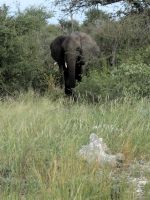 71 Es gibt ja hier doch Elefanten &ndash; &copy; Burkhard Herpich (Eberhardt TRAVEL)