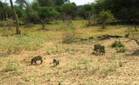 114 African Radio mit eingefahrener Antenne - Pumba &ndash; &copy; Burkhard Herpich (Eberhardt TRAVEL)