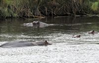 157 Auf dem Wasser sind wir nie unbeobachtet &ndash; &copy; Burkhard Herpich (Eberhardt TRAVEL)