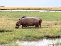 208 Hippos &ndash; &copy; Burkhard Herpich (Eberhardt TRAVEL)