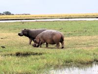 209 Hippos &ndash; &copy; Burkhard Herpich (Eberhardt TRAVEL)