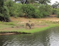 214 Kudu &ndash; &copy; Burkhard Herpich (Eberhardt TRAVEL)