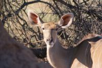 11 Kudu Kuh &ndash; &copy; Susanne Schirmann (Eberhardt TRAVEL)