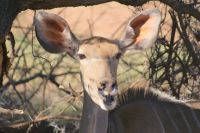 12 Kudu &ndash; &copy; Susanne Schirmann (Eberhardt TRAVEL)