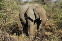 15 Elefant &ndash; &copy; Susanne Schirmann (Eberhardt TRAVEL)