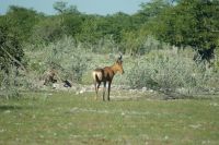 25 Kuhantilope &ndash; &copy; Susanne Schirmann (Eberhardt TRAVEL)