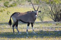 30 Oryxantilope &ndash; &copy; Susanne Schirmann (Eberhardt TRAVEL)
