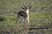 32 Springbock &ndash; &copy; Susanne Schirmann (Eberhardt TRAVEL)