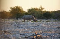 34 Spitzmaulnashorn das 2. &ndash; &copy; Susanne Schirmann (Eberhardt TRAVEL)