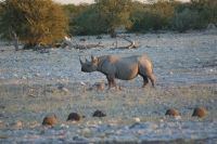 34 Spitzmaulnashorn das 3. &ndash; &copy; Susanne Schirmann (Eberhardt TRAVEL)