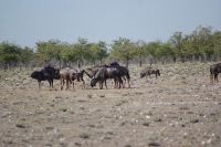 42 Gnus &ndash; &copy; Susanne Schirmann (Eberhardt TRAVEL)