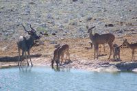 44 Kudus am Wasserloch &ndash; &copy; Susanne Schirmann (Eberhardt TRAVEL)