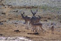 46 Kudus &ndash; &copy; Susanne Schirmann (Eberhardt TRAVEL)