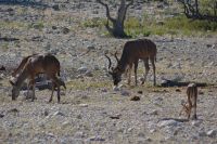 47 Kudus &ndash; &copy; Susanne Schirmann (Eberhardt TRAVEL)