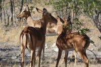 48 Impalas &ndash; &copy; Susanne Schirmann (Eberhardt TRAVEL)