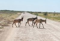 61 Kuhantilopen &ndash; &copy; Susanne Schirmann (Eberhardt TRAVEL)