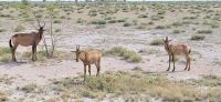 63 Kuhantilopen &ndash; &copy; Susanne Schirmann (Eberhardt TRAVEL)