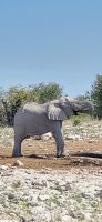 64 Elefantenbulle &ndash; &copy; Susanne Schirmann (Eberhardt TRAVEL)