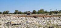 66 Elefantenbulle &ndash; &copy; Susanne Schirmann (Eberhardt TRAVEL)
