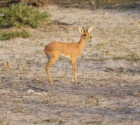69 Steinbock &ndash; &copy; Susanne Schirmann (Eberhardt TRAVEL)