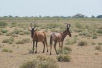 76 Kuhantilopen &ndash; &copy; Susanne Schirmann (Eberhardt TRAVEL)