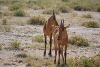 77 Kuhantilopen &ndash; &copy; Susanne Schirmann (Eberhardt TRAVEL)