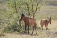 78 Kuhantilopen &ndash; &copy; Susanne Schirmann (Eberhardt TRAVEL)