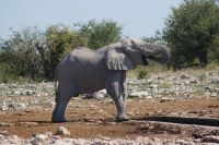82 Elefantenbulle &ndash; &copy; Susanne Schirmann (Eberhardt TRAVEL)