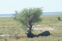 83 Gnus ruhen &ndash; &copy; Susanne Schirmann (Eberhardt TRAVEL)