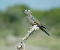 84 Grauracke &ndash; &copy; Susanne Schirmann (Eberhardt TRAVEL)