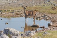 85 Kudu Kuh &ndash; &copy; Susanne Schirmann (Eberhardt TRAVEL)