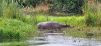 110 Hippo mit Kuhreiher &ndash; &copy; Susanne Schirmann (Eberhardt TRAVEL)
