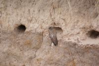 123 Schwalbe &ndash; &copy; Susanne Schirmann (Eberhardt TRAVEL)